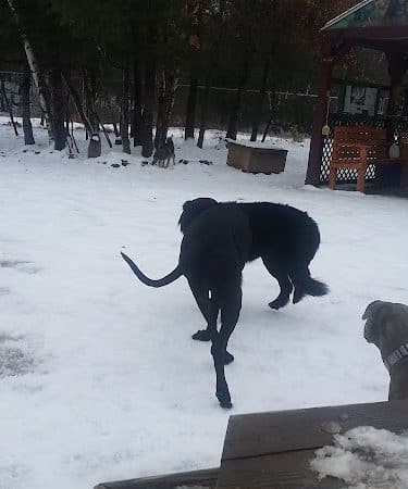 Live Free and Run Dog Park