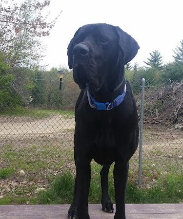 Live Free and Run Dog Park