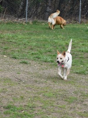 Live Free and Run Dog Park