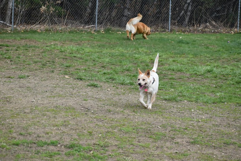 Live Free and Run Dog Park - Kingston, NH