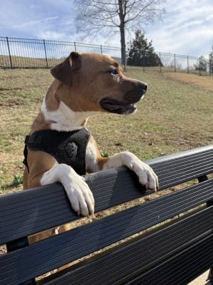 Fort Paws Dog Park