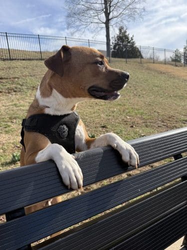 Fort Paws Dog Park