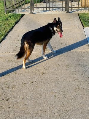 Fort Paws Dog Park