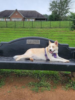 Fort Paws Dog Park