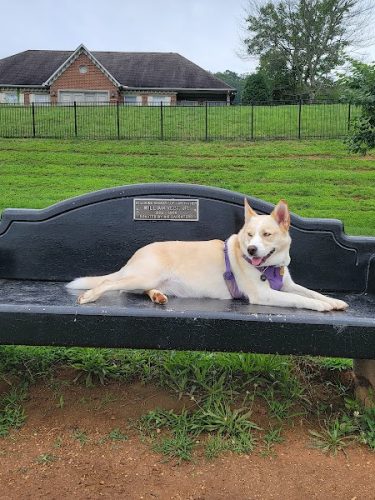 Fort Paws Dog Park
