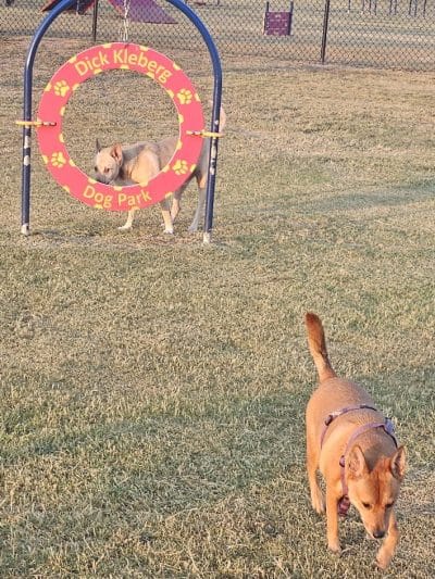 Vishal Raju Bhagat Memorial Dog Park - Kingsville, TX