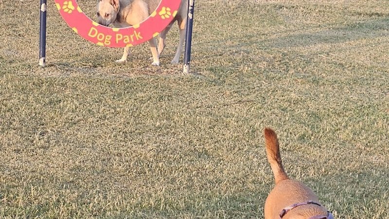 Vishal Raju Bhagat Memorial Dog Park - Kingsville, TX