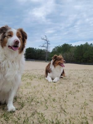 Kitty Hawk Dog Park - Kitty Hawk, NC