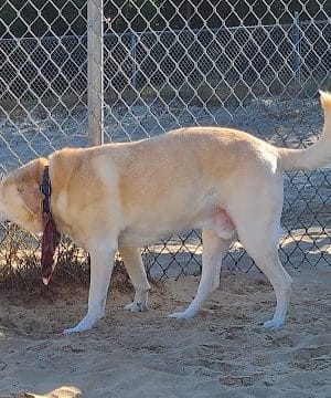 Kitty Hawk Dog Park - Kitty Hawk, NC
