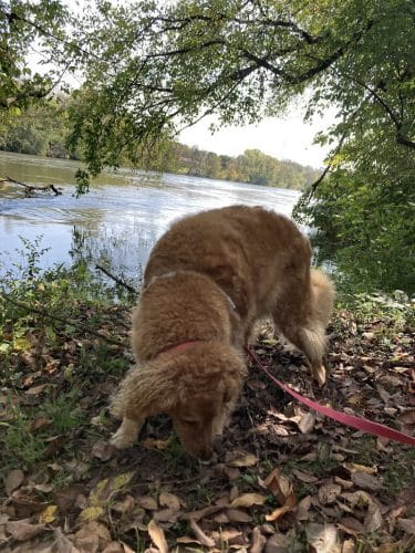 Holston-Chilhowee Dog Park
