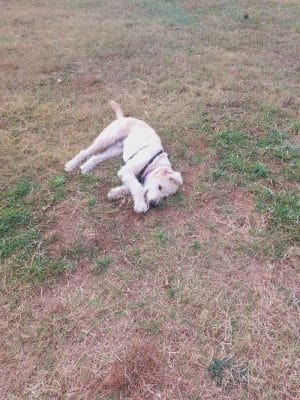 Holston-Chilhowee Dog Park