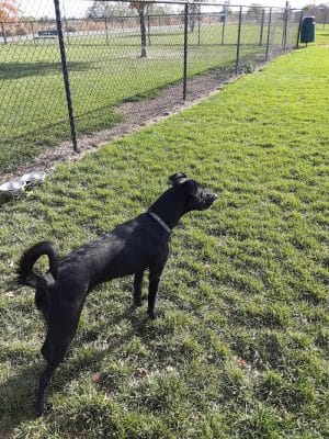 Kuna Dog Park