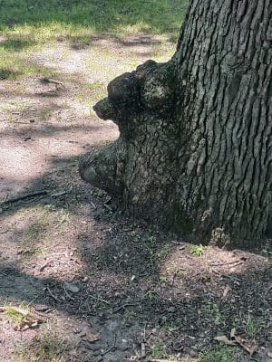 Charles W. Lindewald Park