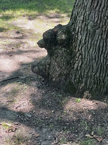Charles W. Lindewald Park