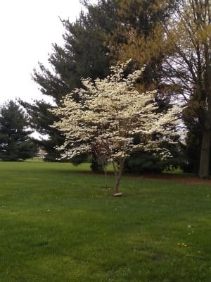 Kesling Park Walking Trail