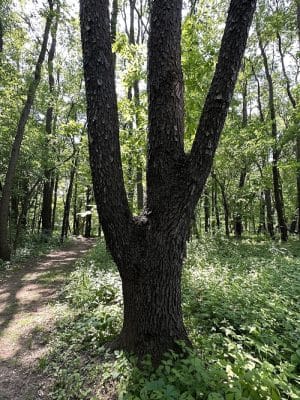 Luhr County Park