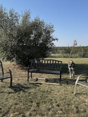 Rotary Park Dog Park