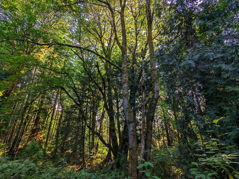 Chehalis - Western Trail Trailhead - Roxanna Loop - Lacey, WA