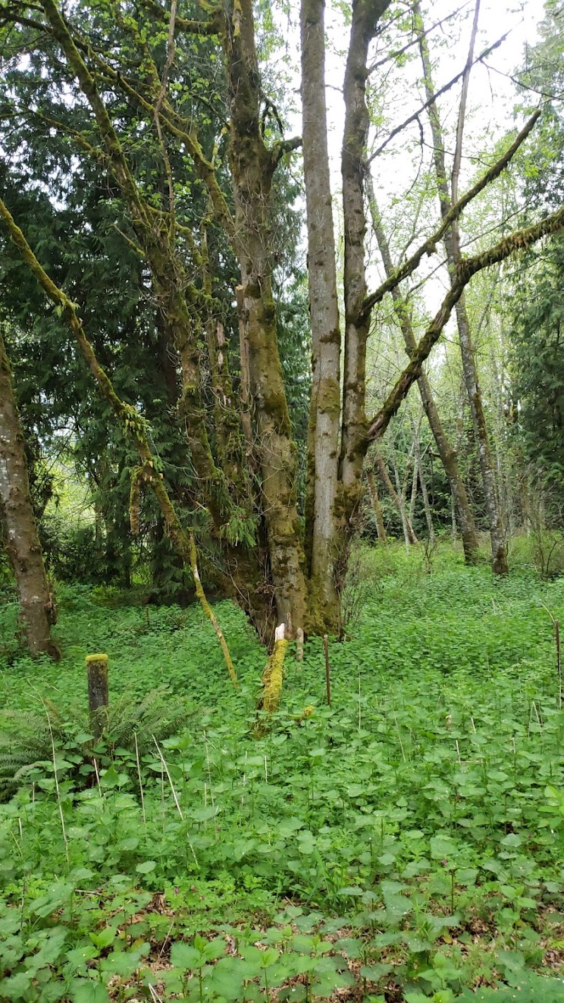 Chehalis - Western Trail Trailhead - Roxanna Loop - Lacey, WA