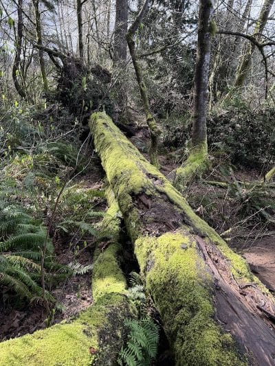 Chehalis - Western Trail Trailhead - Roxanna Loop - Lacey, WA