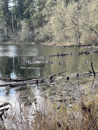 Lake Lois Trailhead - Lacey, WA