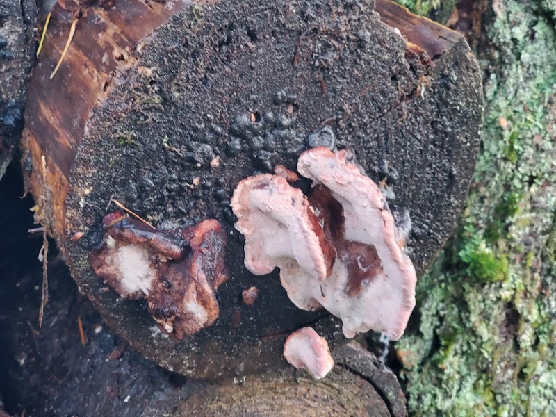 Mullen Road Habitat Reserve - Lacey, WA