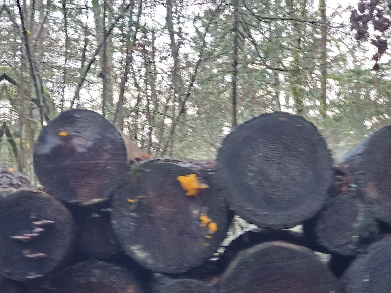 Mullen Road Habitat Reserve - Lacey, WA