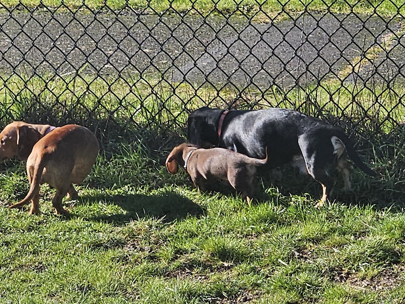 Thurston County Off-Leash Dog Park