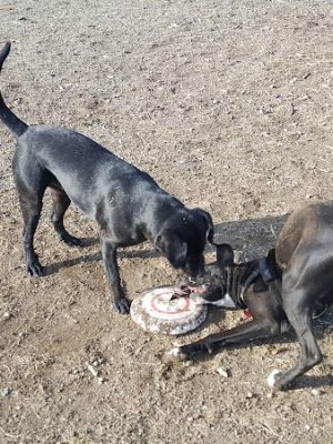 Thurston County Off-Leash Dog Park