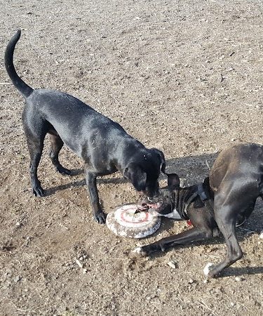 Thurston County Off-Leash Dog Park