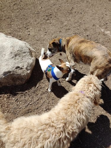 Lezama Family Happy Tails Dog Park