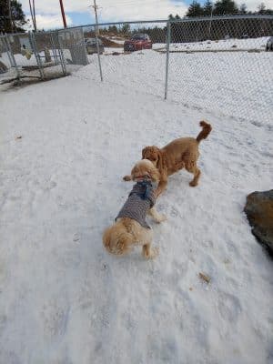 Lezama Family Happy Tails Dog Park
