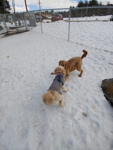 Lezama Family Happy Tails Dog Park