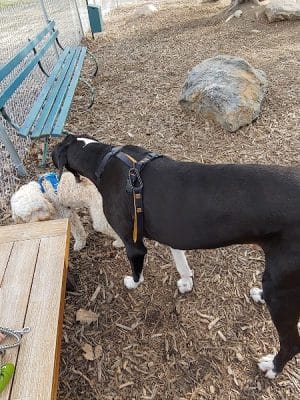 Lezama Family Happy Tails Dog Park