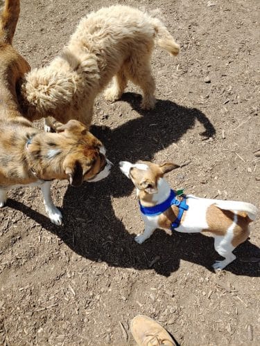 Lezama Family Happy Tails Dog Park