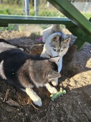Lezama Family Happy Tails Dog Park