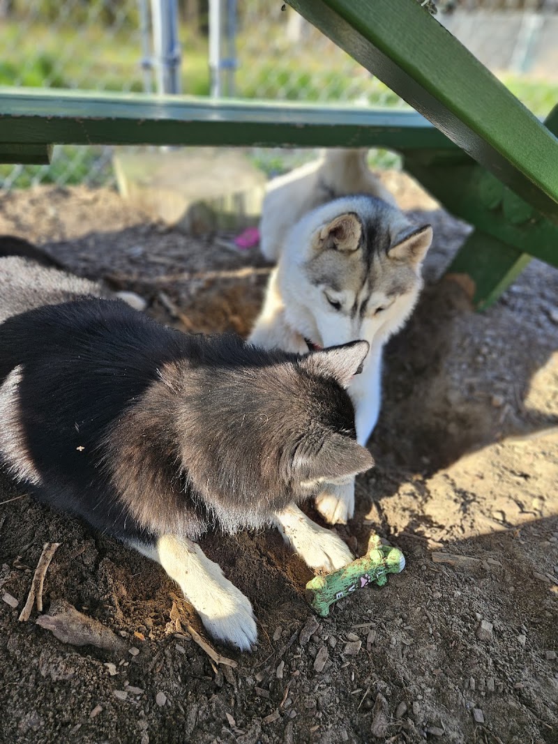Lezama Family Happy Tails Dog Park - Laconia, NH