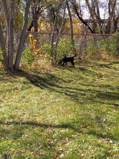 Ladysmith Leash-Free Dog Park - Ladysmith, WI