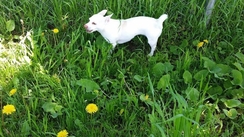 Ladysmith Leash-Free Dog Park - Ladysmith, WI