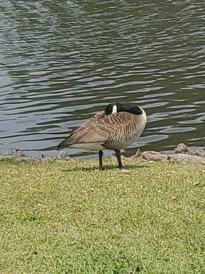 Lake City Community Park