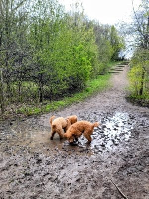 Prairie Wolf Off-Leash Dog Area