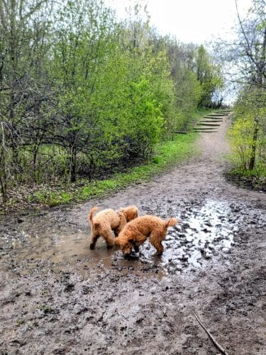 Prairie Wolf Off-Leash Dog Area