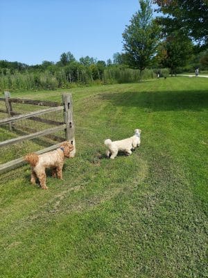 Prairie Wolf Off-Leash Dog Area