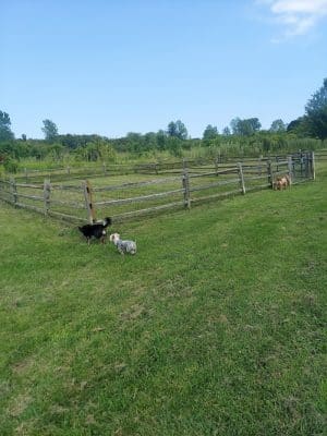 Prairie Wolf Off-Leash Dog Area