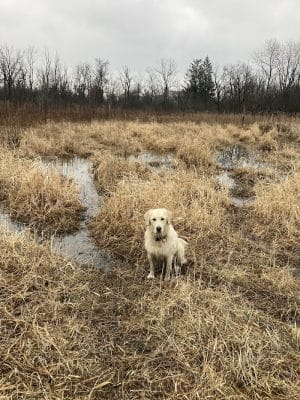Prairie Wolf Off-Leash Dog Area