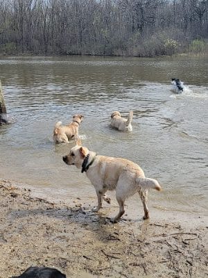 Prairie Wolf Off-Leash Dog Area