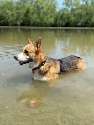 Prairie Wolf Off-Leash Dog Area