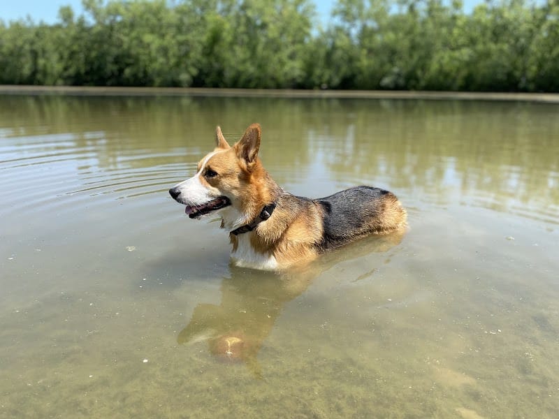 Prairie Wolf Off-Leash Dog Area - Lake Forest, IL
