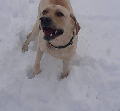 White River Dog Park - Lake Geneva, WI