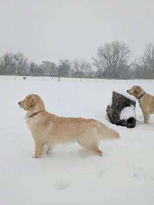 Bark Park